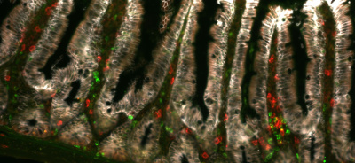 Immune response to SFB bacteria in intestine. Photo: Katarína Kováčová