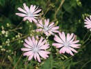 Locika vytrvalá (Lactuca perennis) má na rozdíl od ostatních tří druhů locik Českého krasu květy modrofialové a nikoli žluté. Foto P. Špryňar