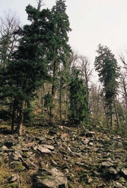 Suťový les v údolí Olešenky (přítoku Metuje) u Nového Hrádku. Výskyt smrku je v této inverzní poloze pravděpodobně původní. Foto H. Skořepa / © H. Skořepa