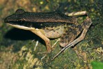 Skokan nikobarský (H. nicobariensis). Foto D. Jablonski