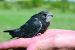 Mládě rorýse obecného (Apus apus), které vypadlo z hnízda. Foto M. Beran