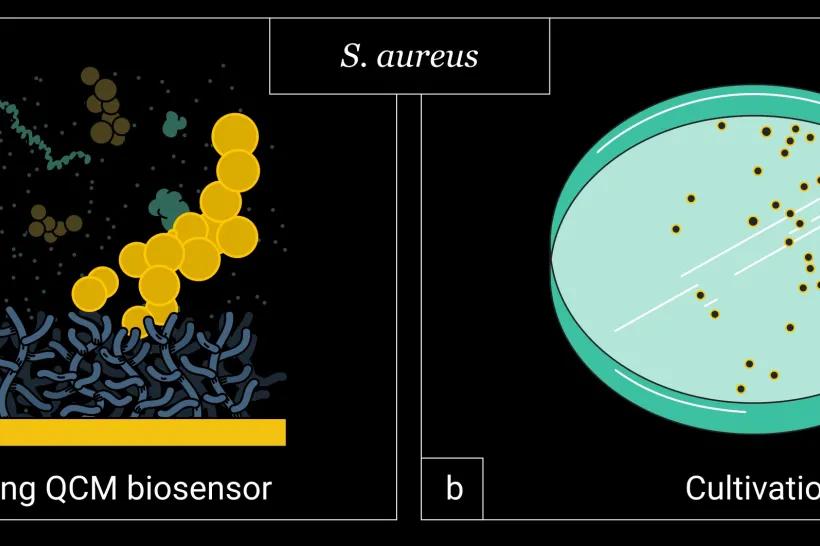 S.aureus TOC 02 (kopie).jpg