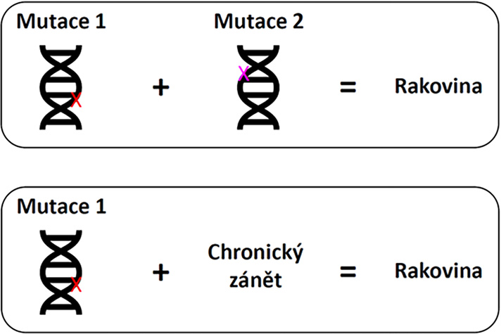 Proces vzniku rakoviny