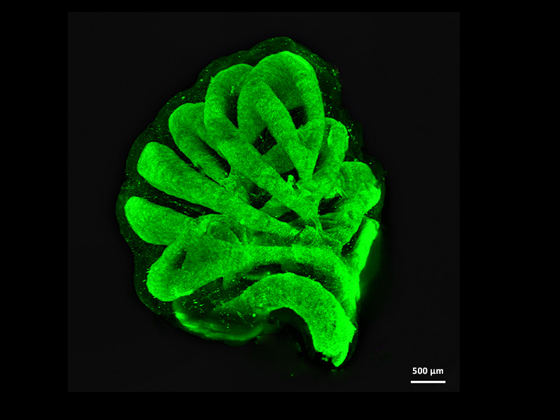 Uspořádání neuronových jader v mozečku zebřičky (Taeniopygia guttata)