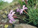 V okolí Moravského Krumlova má centrum svého rozšíření hvozdík  moravský (Dianthus moravicus). Foto J. Suda