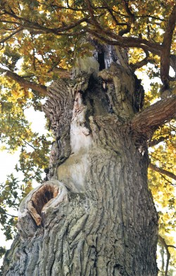 Pařezová hlava s výmladky dubu  letního v lese s historicky trvalou  opakovanou výmladností. PR Bosonožský hájek. Foto J. Bučková
