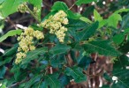 Rod Toxicodendron (čeleď ledvinovníkovité – Anacardiaceae) je blízce  příbuzný rodu škumpa (Rhus). Zahrnuje řadu stromovitých, keřovitých a liánovitých zástupců, rozšířených v mírném a tropickém pásu převážně severní  polokoule. Na snímku pocházejícím z Mexika je liána Toxicodendron  radicans. Jde o vysoce toxickou rostlinu obsahující směs alergenů nazývaných urushiol (směs aromatických organických kyselin a pryskyřic). Při kontaktu s pokožkou způsobuje prudkou alergickou reakci a zánět. Foto D. Stančík
