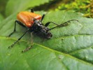 Teplomilný tesařík Stenocorus  quercus se vyvíjí ve vlhkém dřevě dubů a dospělci lezou po vegetaci. Přírodní památka Meandry Struhy. Foto J. Horák