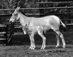 První hříbě kulana (Equus hemionus kulan) narozené mimo Turkménii přišlo na svět 8. května 1959 v Zoo Praha. Foto J. Volf / © J. Volf