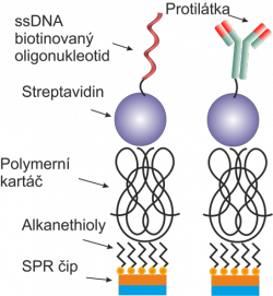 Ukotvení na polymerním kartáči Ukotvení na polymerním kartáči