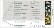 Evoluční vztahy mezi jednotlivými podčeleděmi vstavačovitých (čeleď Orchidaceae) a dalšími čeleděmi  z řádu chřestotvarých (Asparagales).  Čísla za jménem taxonu udávají přibližné počty v současnosti rozeznávaných rodů a druhů. Pro jednotlivé skupiny je zobrazen celkový rozsah a průměrné velikosti jaderného genomu nereplikovaných vegetativních buněk (tzv. 2C-hodnoty). Rozsahy jsou uvedeny standardním  způsobem používaným v cytotaxono­mických pracích – graficky úsečkami i v přesných číselných hodnotách  hmotnosti v pikogramech DNA. Orig. J. Ponert