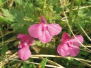 Všivec lesní (Pedicularis sylvatica) potřebuje ke svému růstu a rozmnožování rozvolněné trávníky a občasné disturbance. Vykvétá těsně před nástupem  prstnatců májových. Foto J. Malíček