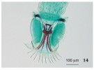 Přichycovací orgány na zadní části těla druhu Macrogyrodactylus polypteri (jednorodí) z bichira v Senegalu.  Foto E. Řehulková