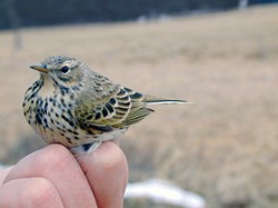 Samec lindušky luční (Anthus pratensis) odchycený „na Playback“. Při této metodě odchytu se magnetofon přehrávající zpěv příslušného druhu umisťuje těsně vedle ornitologické sítě, do které se přilákaní ptáci zapletou. Foto T. Petrusková / © T. Petrusková