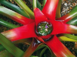 Diverzifikovaný (ca 100 druhů)  jihoamerický rod Neoregelia (bromelio­vité) reprezentuje převážně terestrickou vývojovou linii – podčeleď Bromelioideae s typickými ostnitými listy a dužnatými plody. Na obr. běžně pěstovaná pokojová rostlina N. carolinae. Foto A. Potůčková