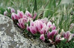 Drobounký jetel Trifolium nanum (Mt. Evans, 3700 m n. m.) najdeme ve Skalnatých horách na loukách nad hranicí lesa. Občas šplhá k výškám téměř 4 000 m n. m. Foto P. Hanzelka / © P. Hanzelka