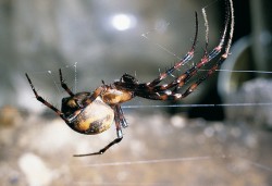 Dospělá samice mety temnostní (Meta menardi) na jednom z paprsků své lapací sítě.  Na paprsek jsou ukotvena lapací vlákna s pravidelně rozmístěnými kapkami lepu. Foto A. Kůrka