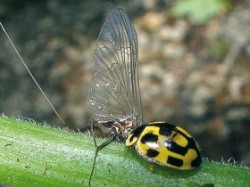 Slunéčko čtrnáctitečné (Propylea quatuordecimpunctata) požírající jepici rodu Cleon. 
Foto O. Nedvěd / © Photo O. Nedvěd