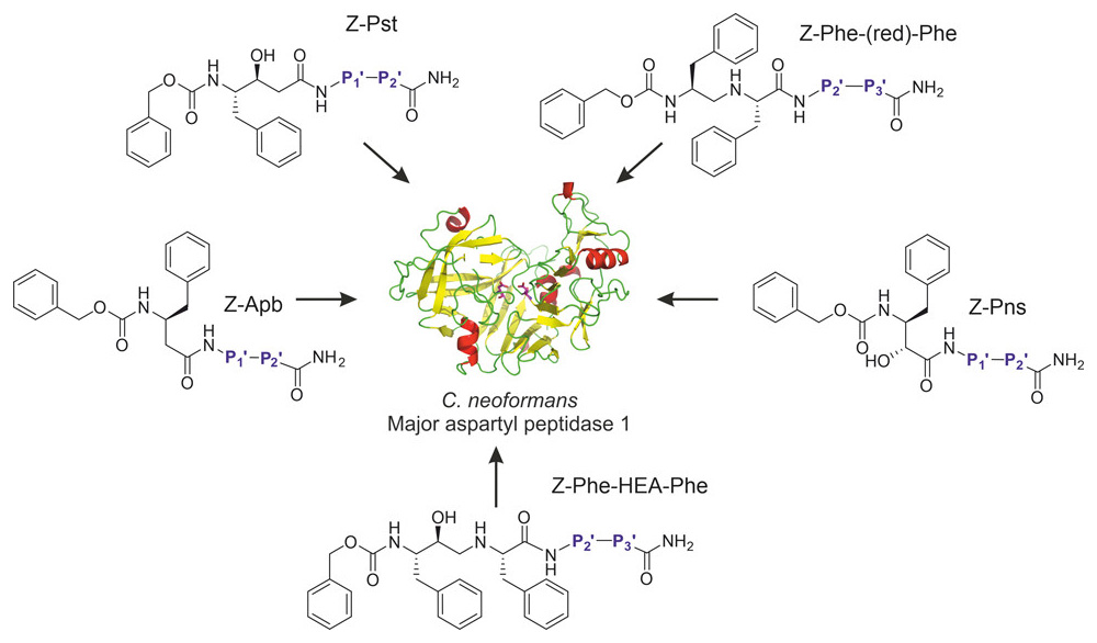 Re-emerging aspartic protease targets