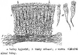 Obrázek „poblanky mihavé“ z článku Eduarda Grégra O ústrojí dýchacím, Živa (1857). Archiv časopisu Živa / © Archive Živa