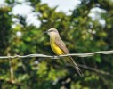 Tyran tropický (Tyrannus melancholicus) hnízdí v městských stromořadích. Foto J. Májsky