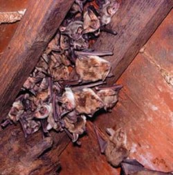 Netopýr velký (Myotis myotis ) je v Evropě široce rozšířený druh. Právě u něho byl prokázán rekordní věk. Foto M. Anděra / © Photo M. Anděra