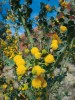 Kvetoucí akácie (Acacia sp.) v národním parku Uluru – Kata Tjuta. Foto L. Hanel