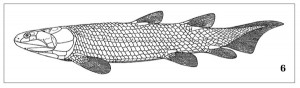 Osteolepis macrolepidota z devonu Skotska. Délka do 20 cm. Podle: E. Jarvik (1948)