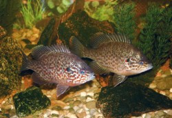 Původem severoamerická slunečnice pestrá (Lepomis gibbosus) se stala dnes již trvalou součástí evropské ichtyofauny. 

Foto R. Blažek / Photo R. Blažek