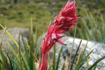 V nejvyšším vegetačním stupni  pohoří Serra da Mantiqueira, v národním  parku Itatiaia, nalezneme endemický druh Fernseea itatiaiae. Foto J. Šťovíček, z archivu Botanické zahrady Liberec