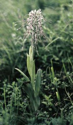 Jazýček kozlí (Himantoglossum hircinum). Rezervace Leutratal v Duryňsku, Německo. Ze všech čtyř druhů rodu Himantoglossum vyskytujících se v Evropě bývá nejstatnější, kvetoucí exemplář může přinést až několik desítek tisíc semen. Foto J. Čeřovský / © J. Čeřovský