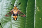 Severoamerická dlouhozobka  Hemaris diffinis (lišajovití – Sphingidae). Maryland, USA