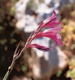 Botanická lahůtka NP New Forest v jižní Anglii - mečík ilyrský (Gladiolus illyricus). Foto J. Čeřovský / © J. Čeřovský