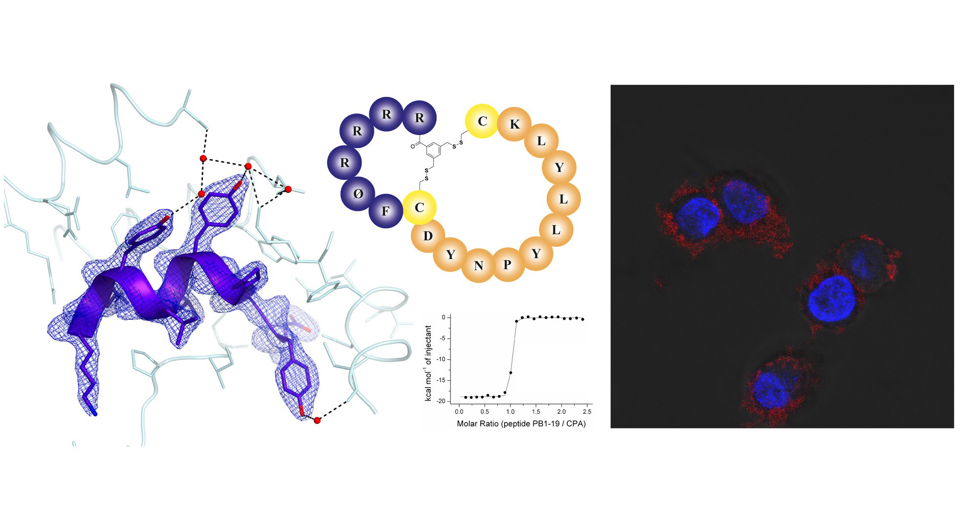 Optimized peptide-based inhibitor of the influenza polymerase