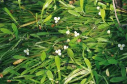 Kvetoucí šípatka šídlatá (Sagittaria subulata) v Chalmové. Foto J. Májský / © Photo J. Májský