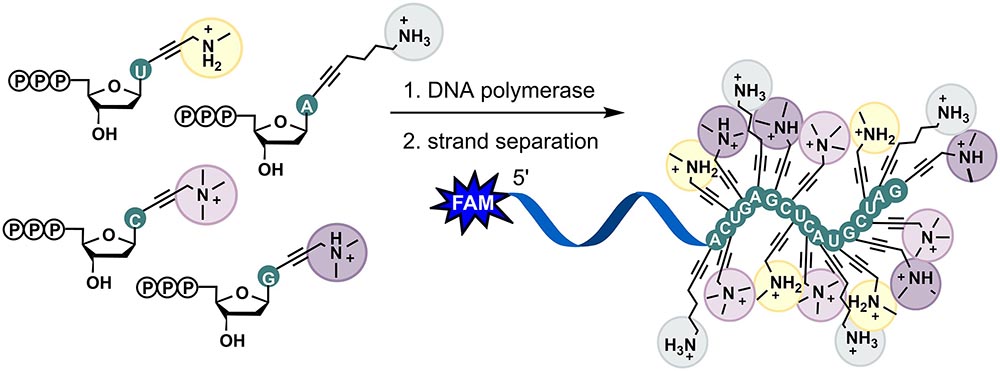 Zwitterionic DNA: enzymatic synthesis of hypermodified DNA bearing four different cationic substituents at all four nucleobases